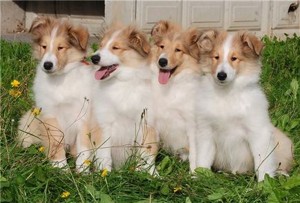 Collie cu păr lung - Collie Puppies