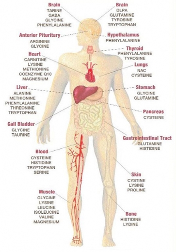 De ce avem nevoie de valoarea aminoacizilor, de beneficiile, de caracteristicile utilizării aminoacizilor