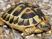 Домашні сухопутні (земноводні) черепахи опис, де купити, утримання та догляд за сухопутними