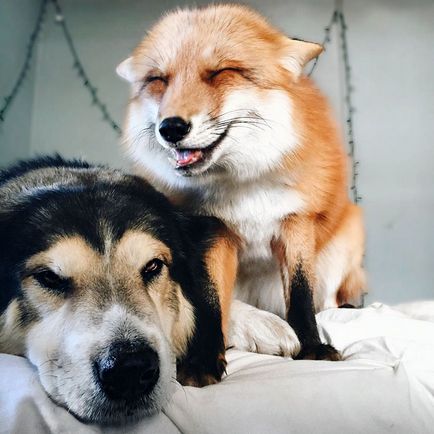 Домашня лисиця яка дружить з собакою