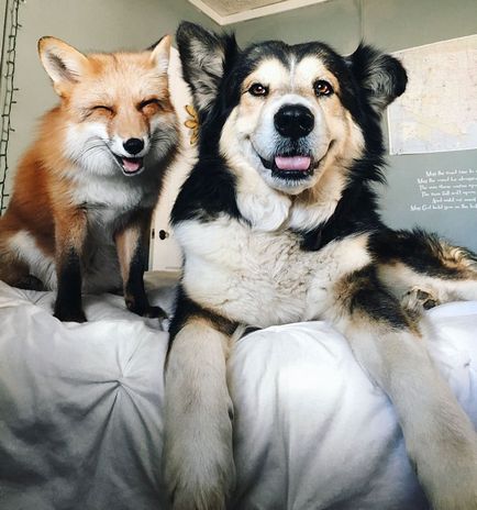 Домашня лисиця яка дружить з собакою