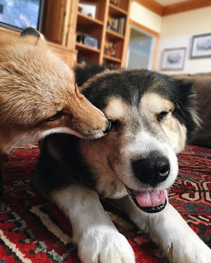 O vulpe domestică care este prieten cu un câine