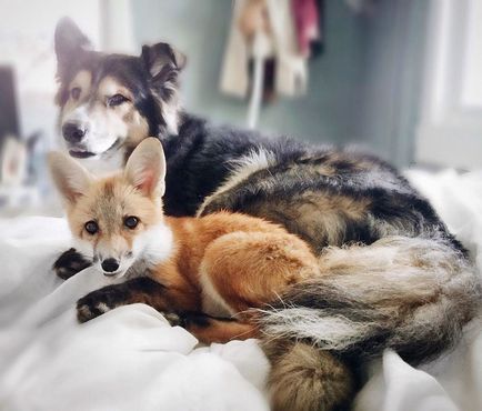 O vulpe domestică care este prieten cu un câine