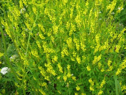 Melilotus officinalis - használata a tulajdonságok, az előkészítés és fotó lóhere gyógyszerek