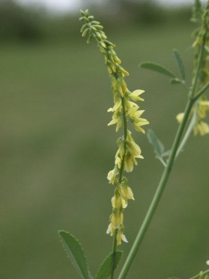 Melilotus officinalis - használata a tulajdonságok, az előkészítés és fotó lóhere gyógyszerek