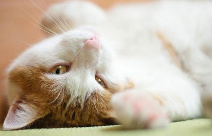 Sentimente prietenoase pisica ta te iubeste cu adevarat, spun cercetatorii