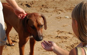 Два нерозуміння про соціалізацію собак, just dogs