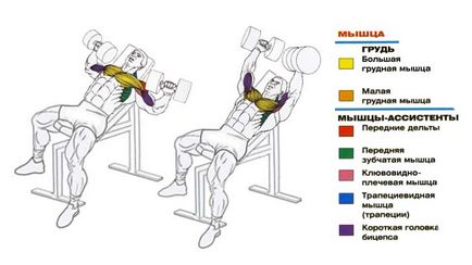 O modalitate eficientă de a pompa mușchii pectorali, academia de sport