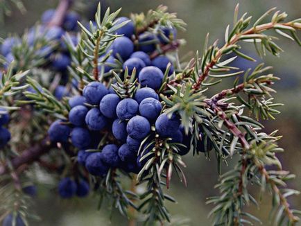 Artemisia illóolaj tulajdonságai és alkalmazásai a kozmetika