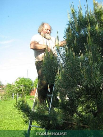 Pomul de Crăciun în formă de cub ca formă de conifere