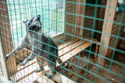 Racioane și bancnote cum să faci bani la o grădină zoologică acasă