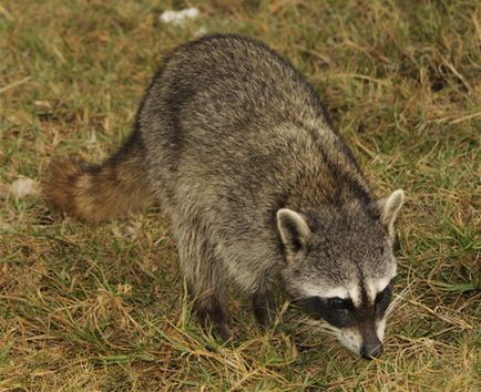 Raccoon procyon raton