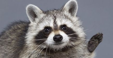 Єноти raccoon procyon