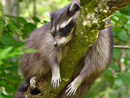 Raccoon procyon raton