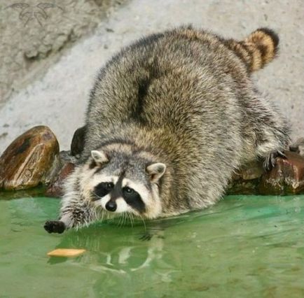 Raccoon procyon raton