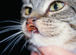 Granulomul eozinofilic la pisici