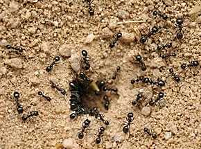 Якщо завелися мурахи в будинку, що робити ми розповімо вам