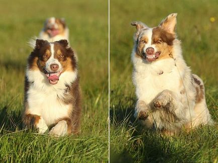 Ez fotós szereti a kutyáját inphotogenic