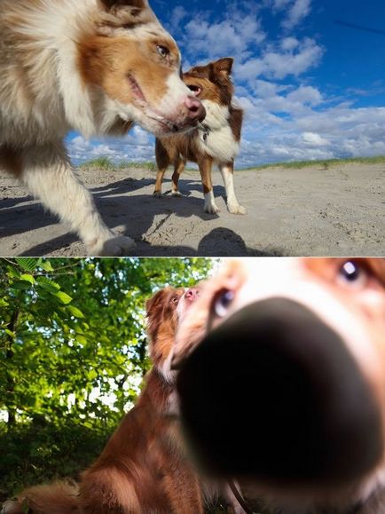 Acest fotograf este foarte îndrăgit de câinele său nonphotogen