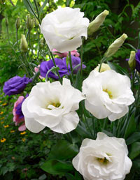 Eustoma cultivare, îngrijire, reproducere