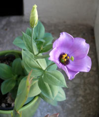 Eustoma cultivare, îngrijire, reproducere