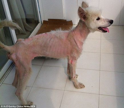 Transformarea fantastică a unui câine bolnav și epuizat luat de pe stradă, umkra