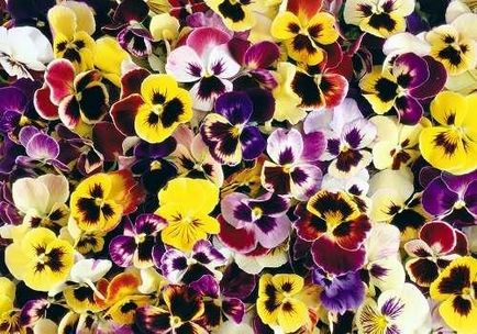 Violet tri-color (pansies) cultivare și proprietăți medicinale - viața mea