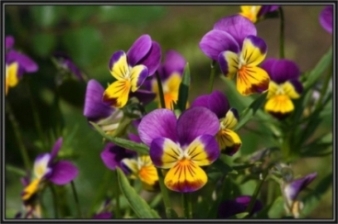 Violet tri-color - aplicare și cultivare