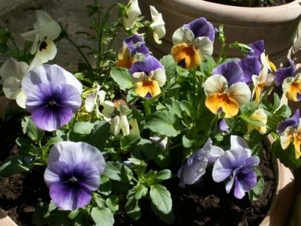 Violet sau Pansy violet, violi în creștere cu semințe pentru răsaduri
