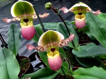 Фіалки на підвіконні, пафіопеділум - пересадка орхідеї, субстрат, як поливати, розмноження