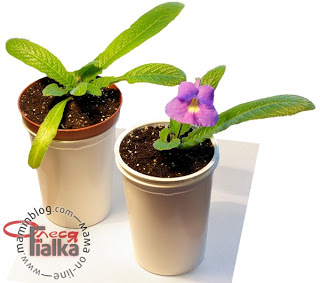 Răchită apă pentru violete (senpolia), streptocarpus, și alte plante de interior, mama online