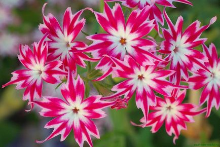 Drummond Phlox ültetési és ápolási útmutató 40 fotó példák (Drummond) Drummond Phlox ültetési és ápolási útmutató 40 fotó példák
