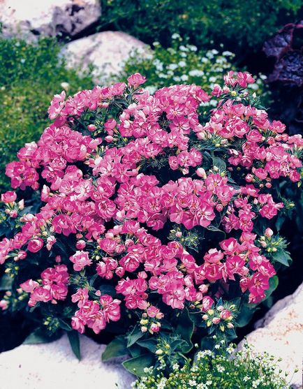 Drummond Phlox ültetési és ápolási útmutató 40 fotó példák