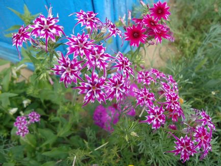 Drummond Phlox ültetési és ápolási útmutató 40 fotó példák (Drummond) Drummond Phlox ültetési és ápolási útmutató 40 fotó példák