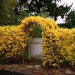 Forsythia plantare și îngrijire, grădină