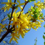 Forsythia plantare și îngrijire, grădină