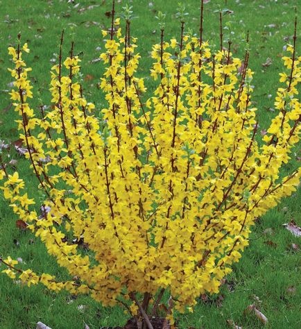 Forsythia plantare și îngrijire, grădină