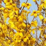 Forsythia plantare și îngrijire, grădină