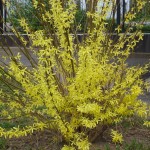 Forsythia plantare și îngrijire, grădină