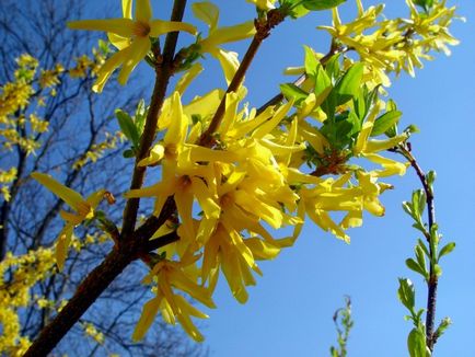 Forsythia plantare și îngrijire, grădină