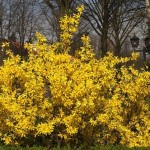 Forsythia ültetés és gondozás, kert