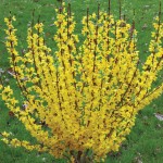 Forsythia plantare și îngrijire, grădină