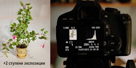 Fotografiere flori de interior și meșteșugurile lor