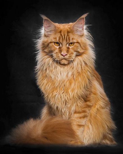 Фотопортрети кішок породи мейн-кун (12 фото)