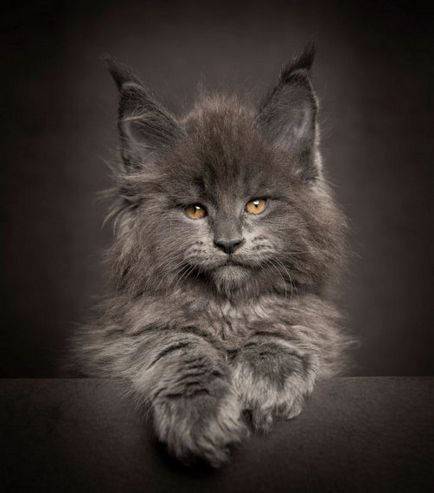 Фотопортрети кішок породи мейн-кун (12 фото)