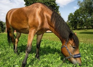 Фузаріотоксикоз у коня причини, симптоми і розчин для лікування