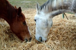 Fusariotoxicoza la cai, simptome si solutii pentru tratament