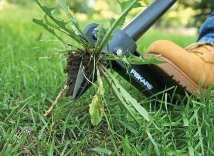 Lawn a kertben, ezzel a kezével szakaszosan, hogyan kell gondoskodni a gyep - (gyep) Lawn a kertben, ezzel a kezével szakaszosan, hogyan kell gondoskodni a gyep -