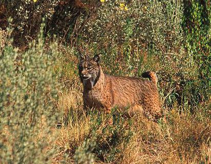 Által lakott Lynx, mely zóna