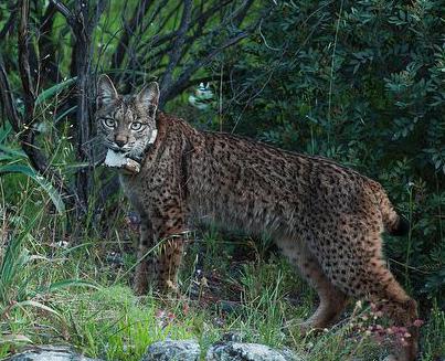 Által lakott Lynx, mely zóna